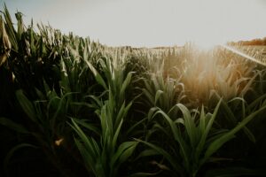 The sun peaking over rows of corn
